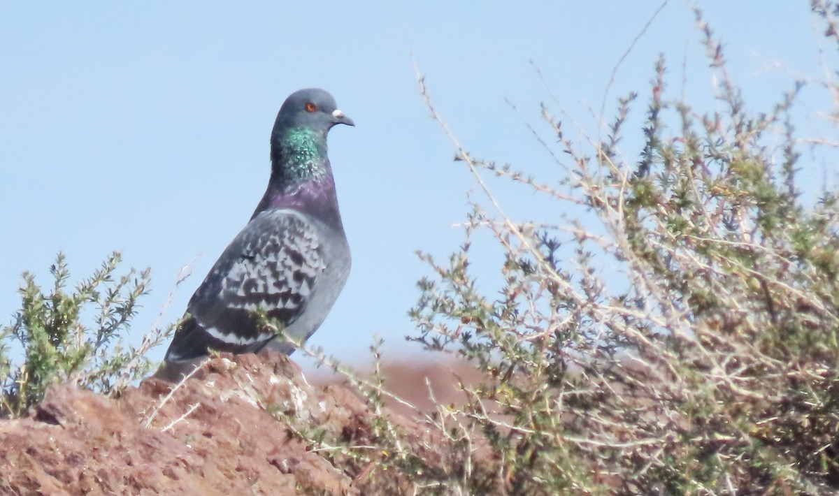 Rock Pigeon (Feral Pigeon) - ML622027667