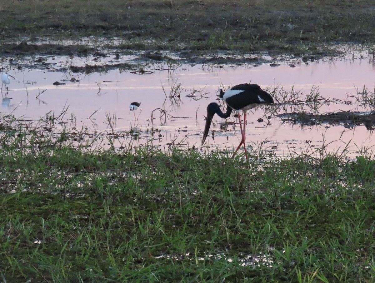 Pied Stilt - ML622027705