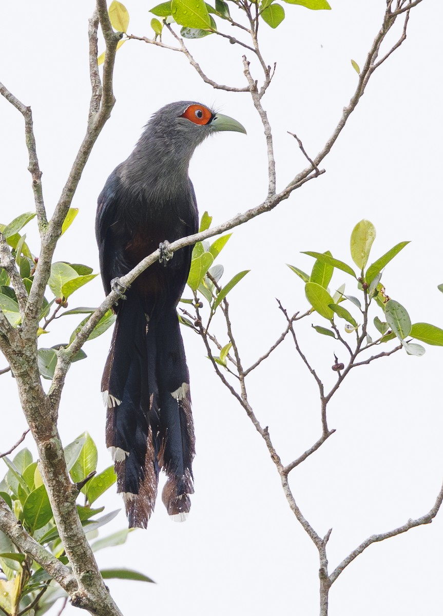 Chestnut-bellied Malkoha - ML622027727