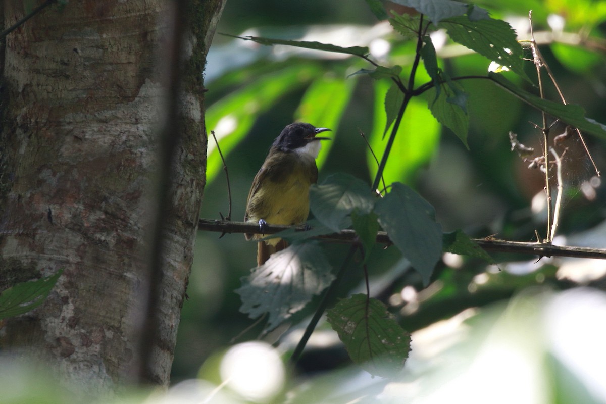 Red-tailed Greenbul - ML622027732