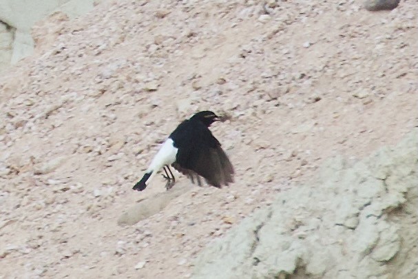 Hume's Wheatear - ML622027744