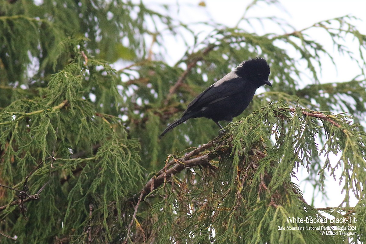 White-backed Black-Tit - Manod Taengtum