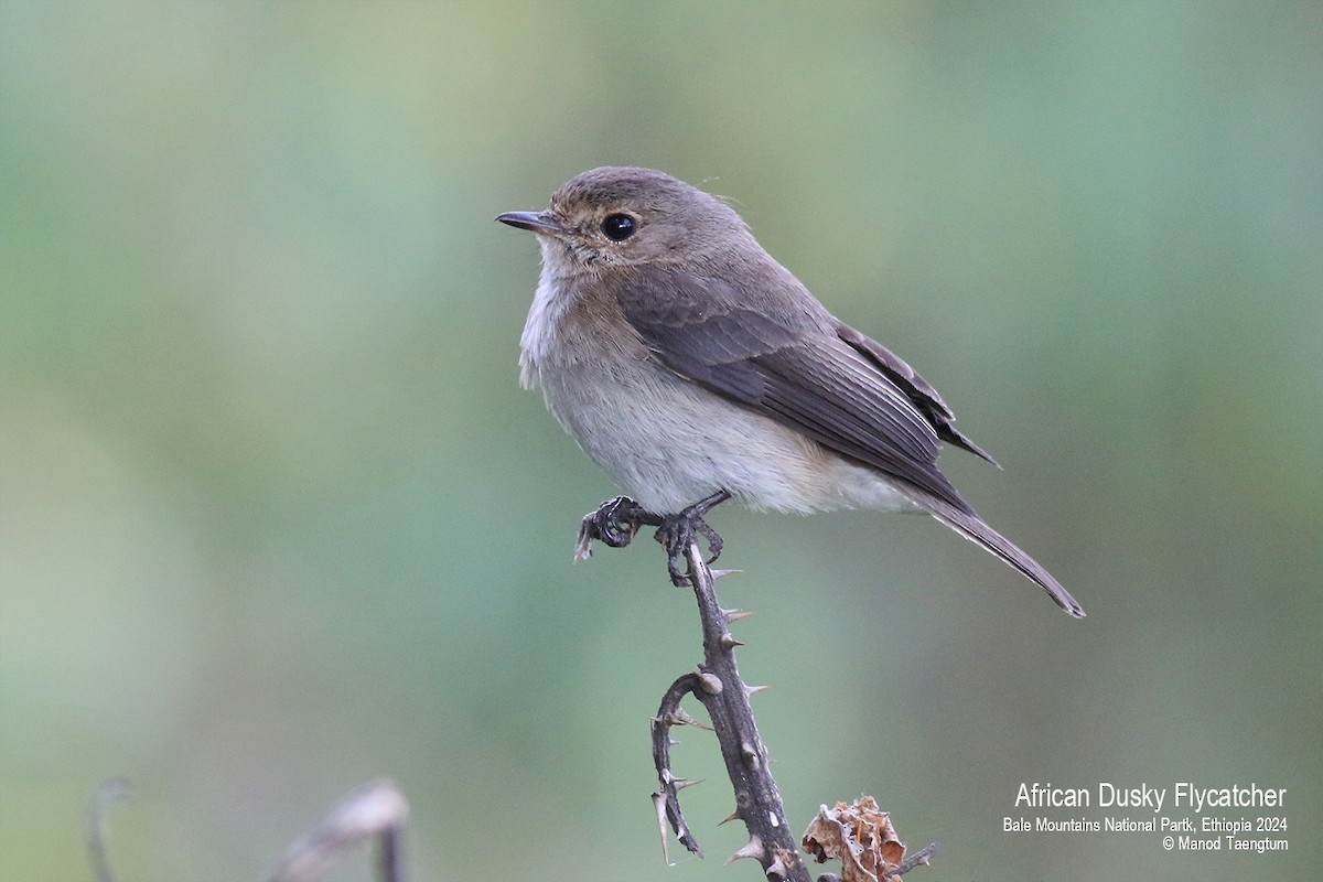 African Dusky Flycatcher - ML622027794