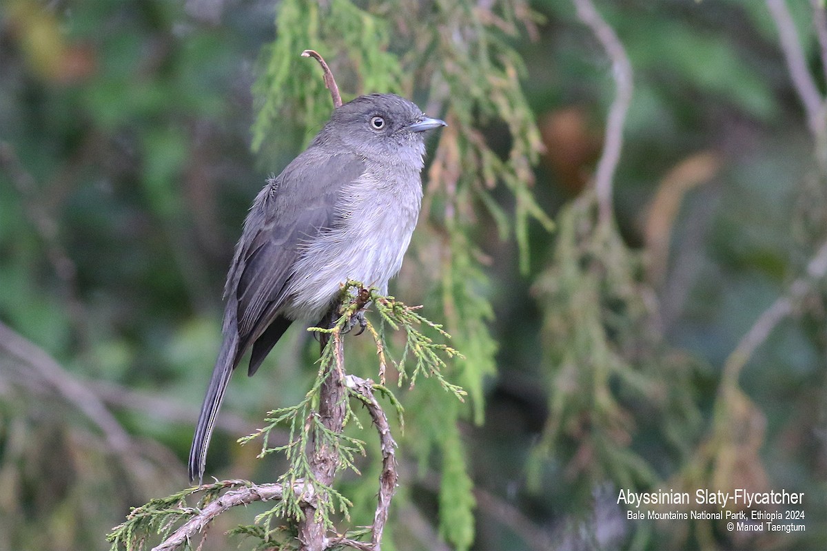 Abyssinian Slaty-Flycatcher - Manod Taengtum