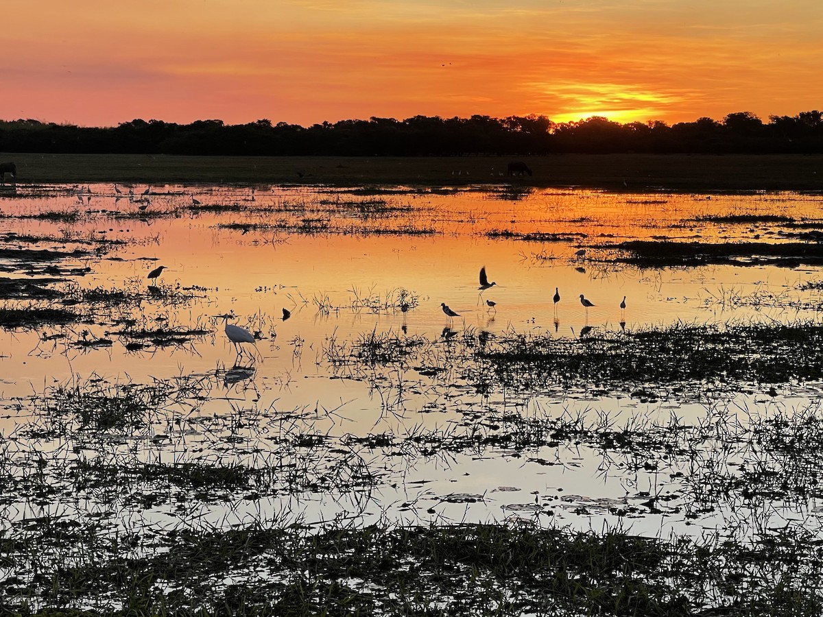 Pied Stilt - ML622027934