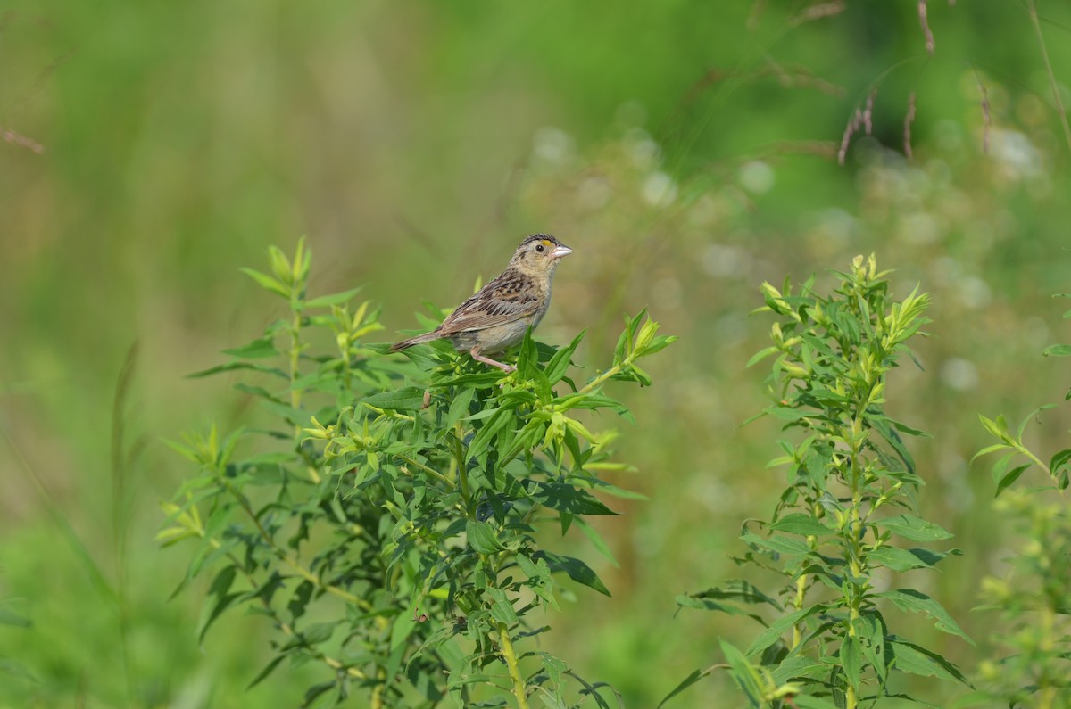Grasshopper Sparrow - Aiden Dartley