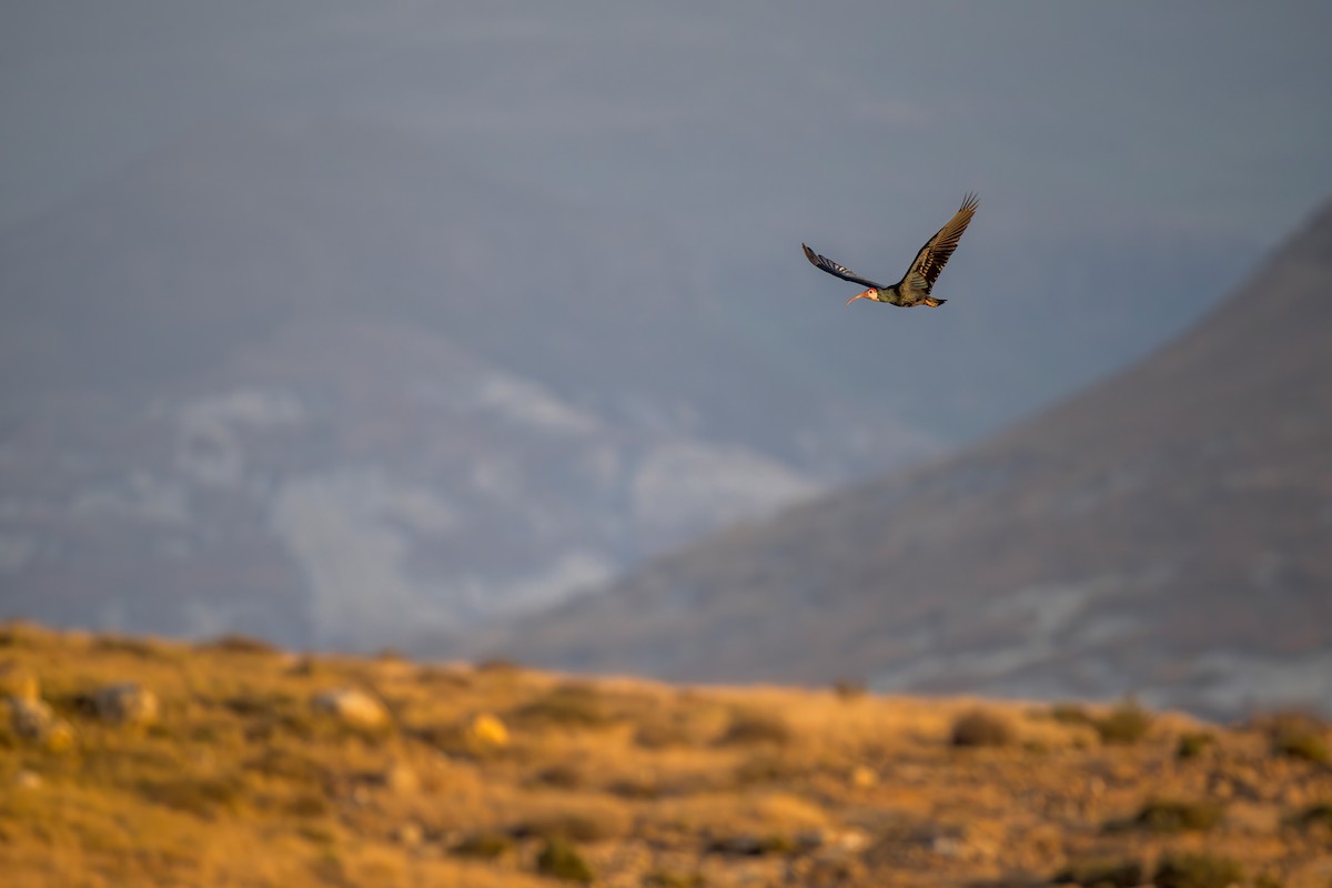 Southern Bald Ibis - Heyn de Kock