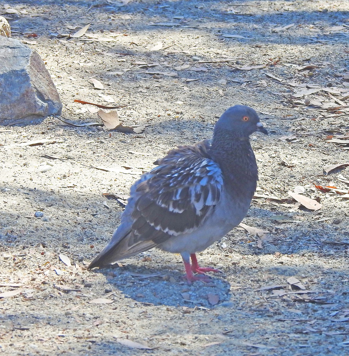 Rock Pigeon (Feral Pigeon) - ML622028223