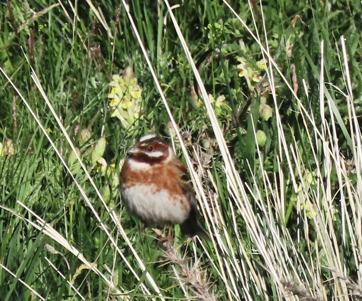 Pine Bunting - ML622028264