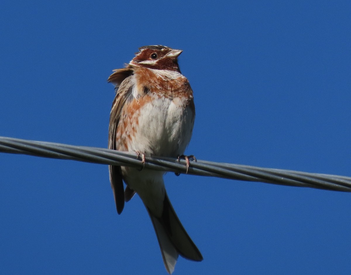 Pine Bunting - ML622028266