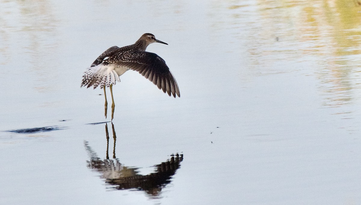 Wood Sandpiper - ML622028304