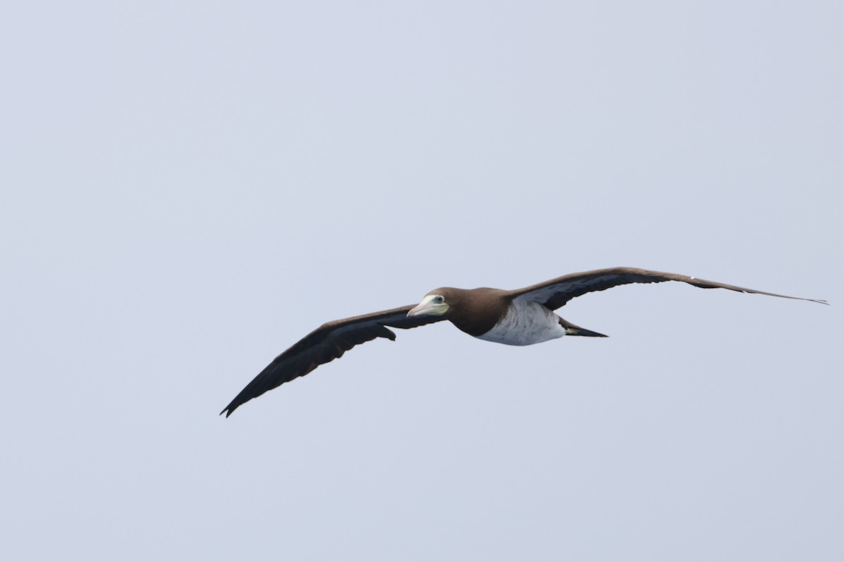 Brown Booby - ML622028306