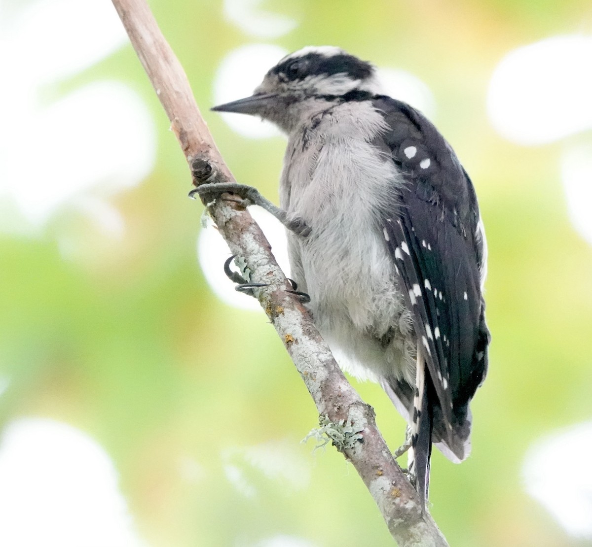 Downy Woodpecker - ML622028326