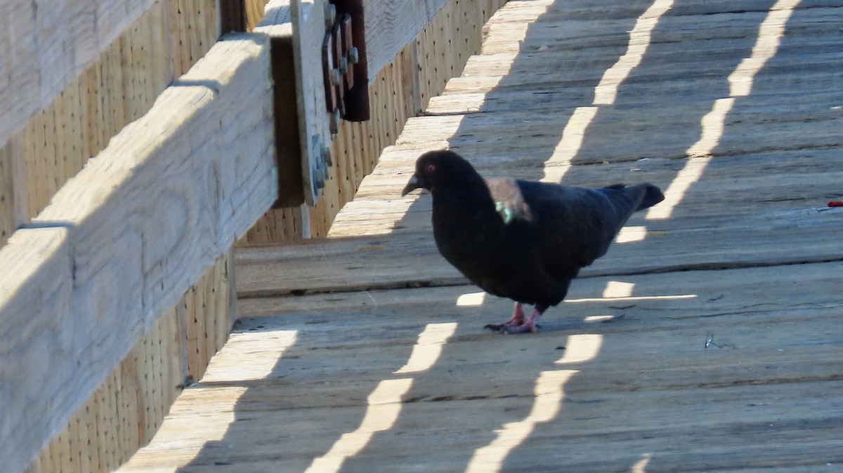 Rock Pigeon (Feral Pigeon) - ML622028481