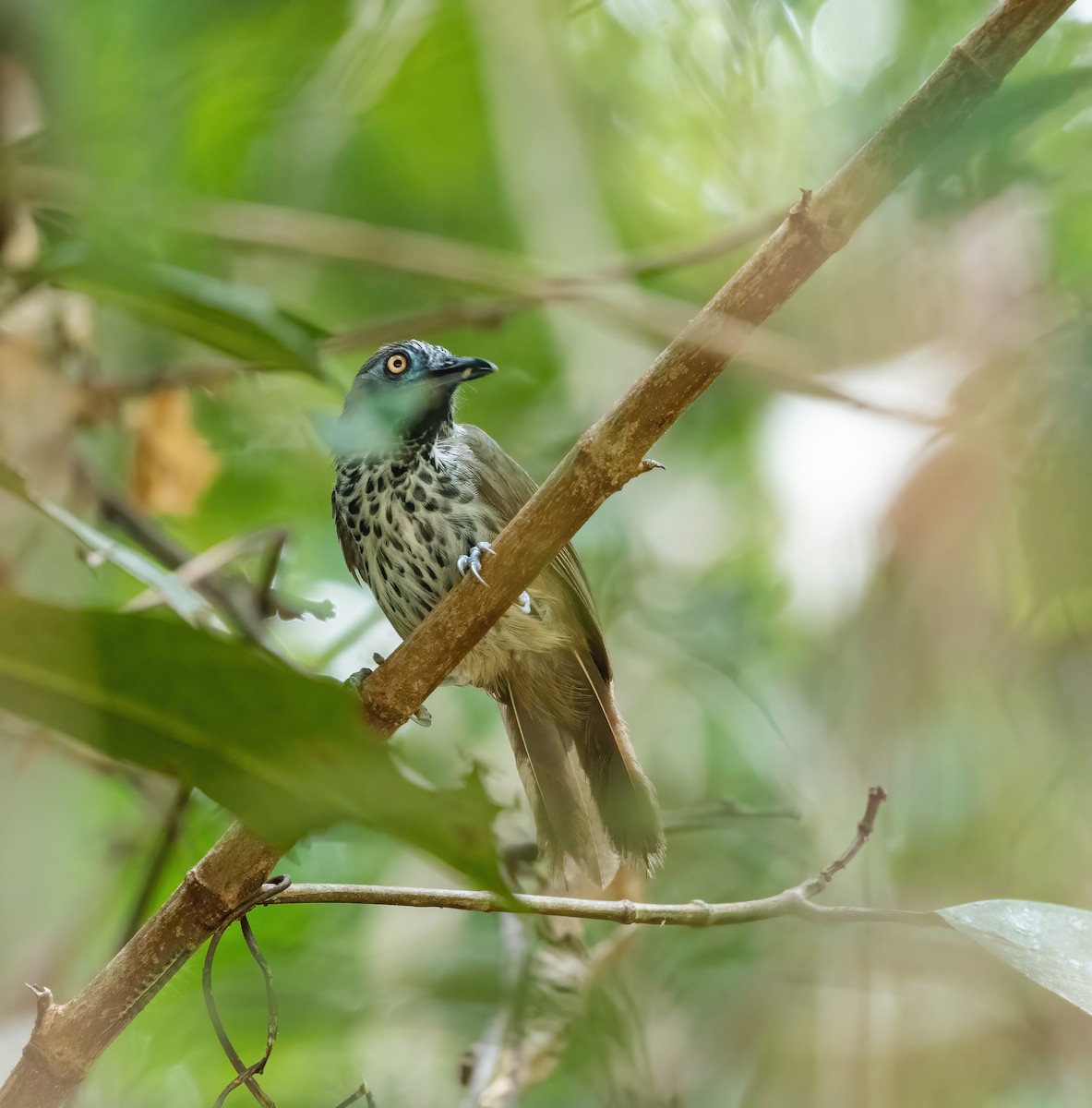 Chestnut-rumped Babbler - ML622028522