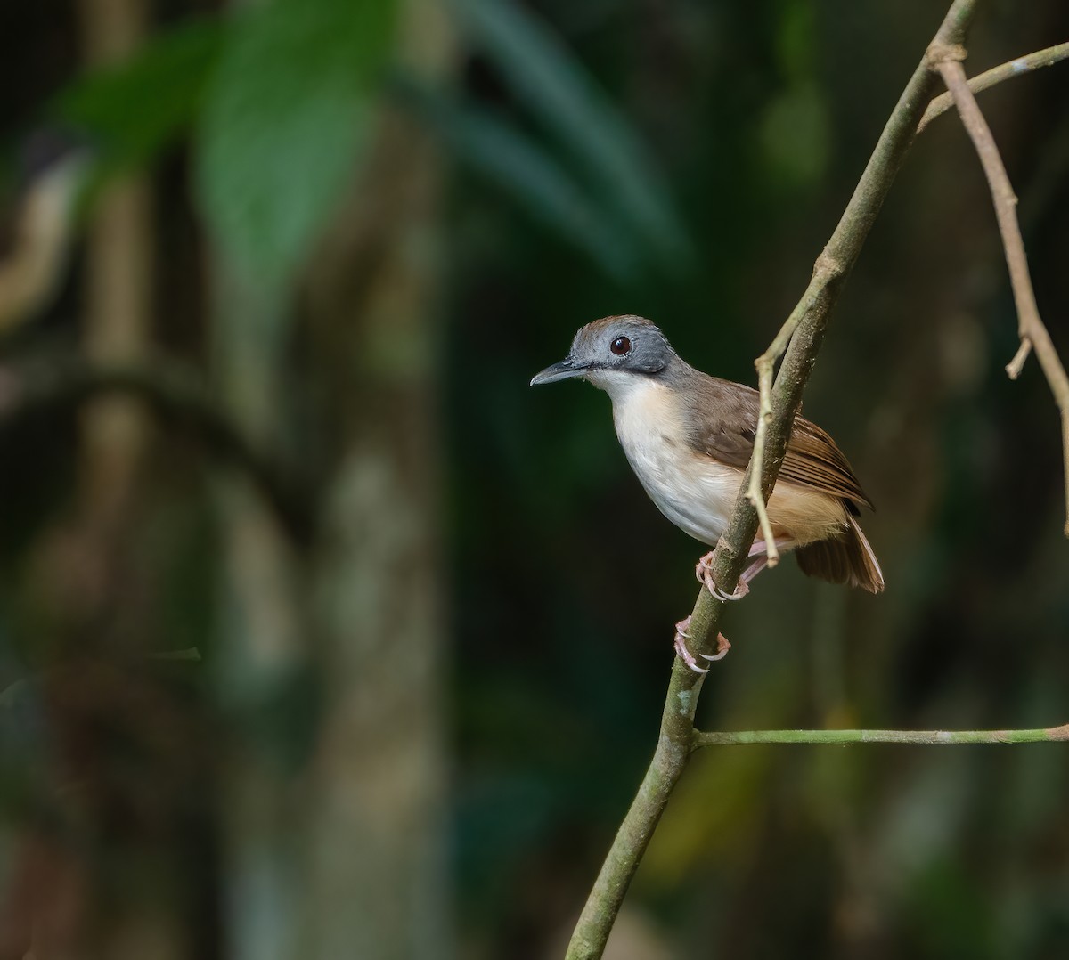 Short-tailed Babbler - ML622028523