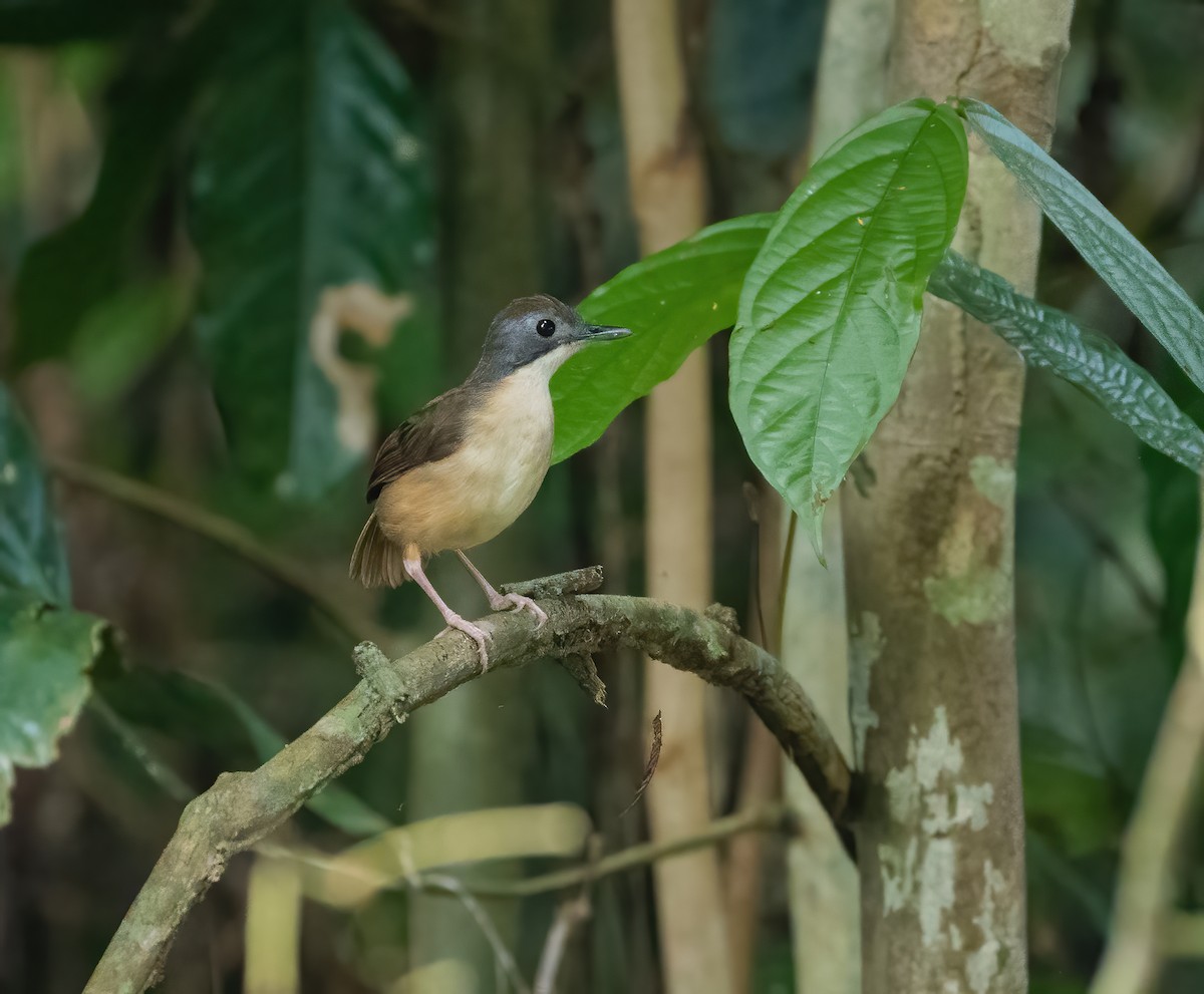 Short-tailed Babbler - ML622028524