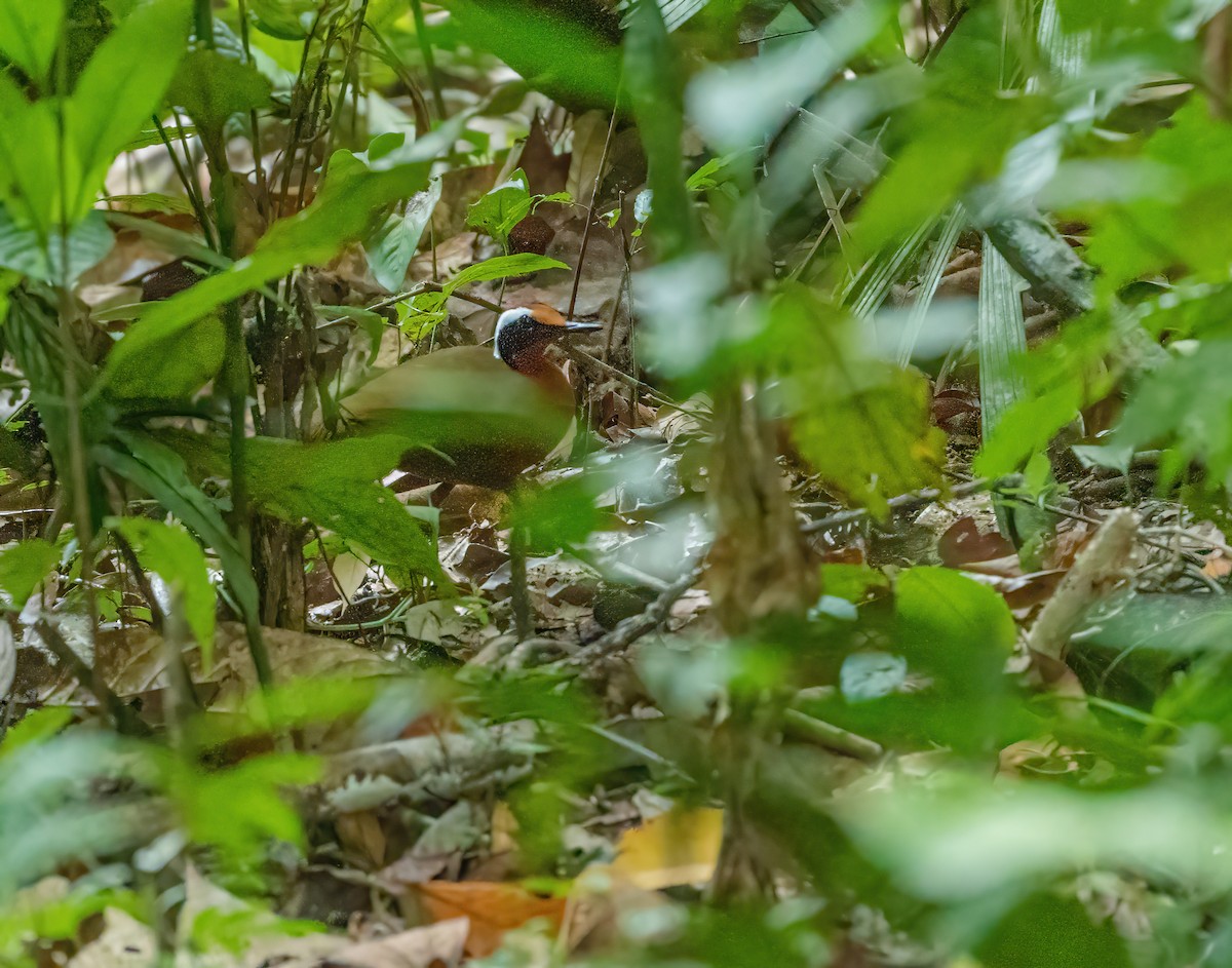 Malaysian Rail-babbler - ML622028526