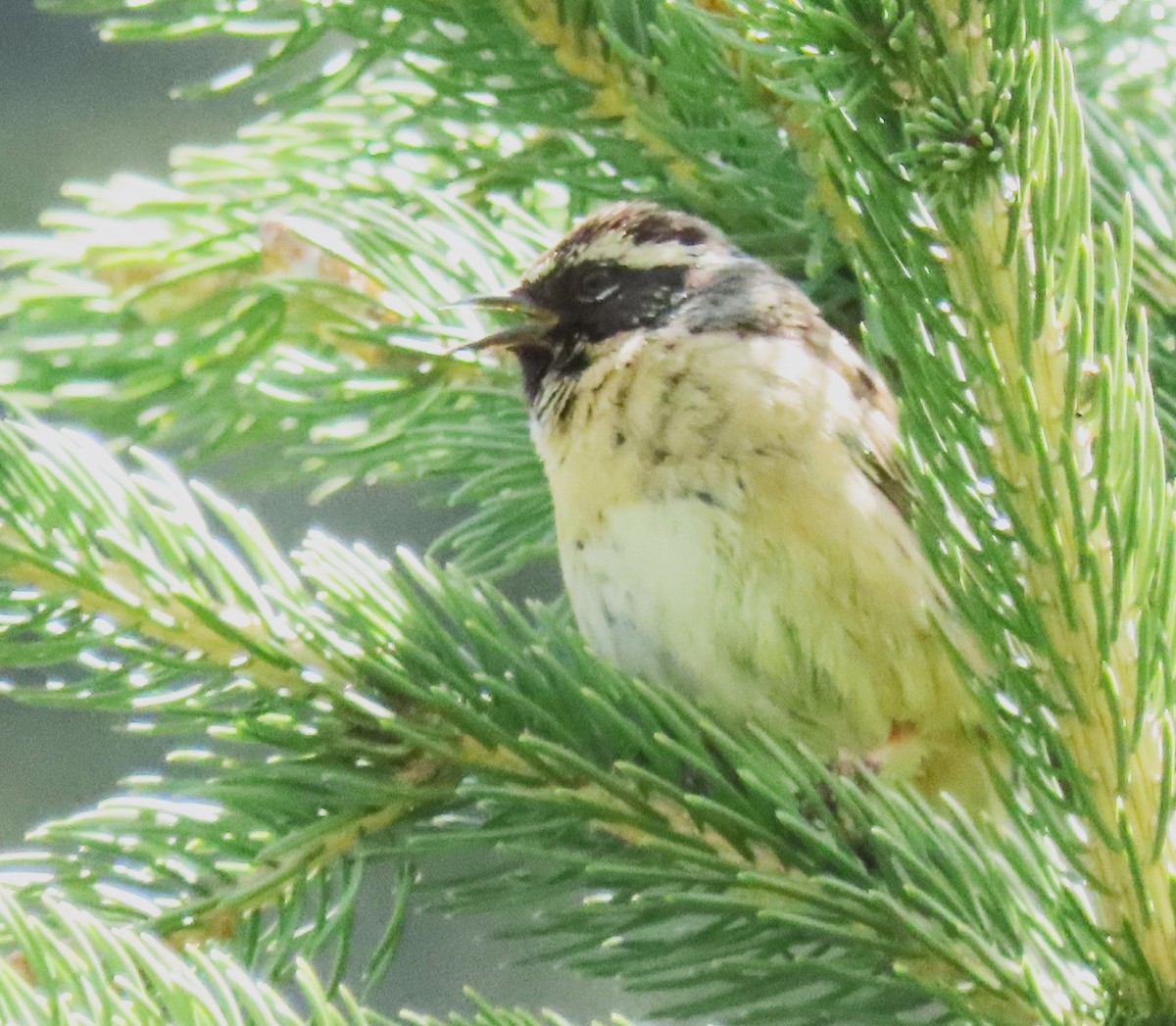 Black-throated Accentor - ML622028591