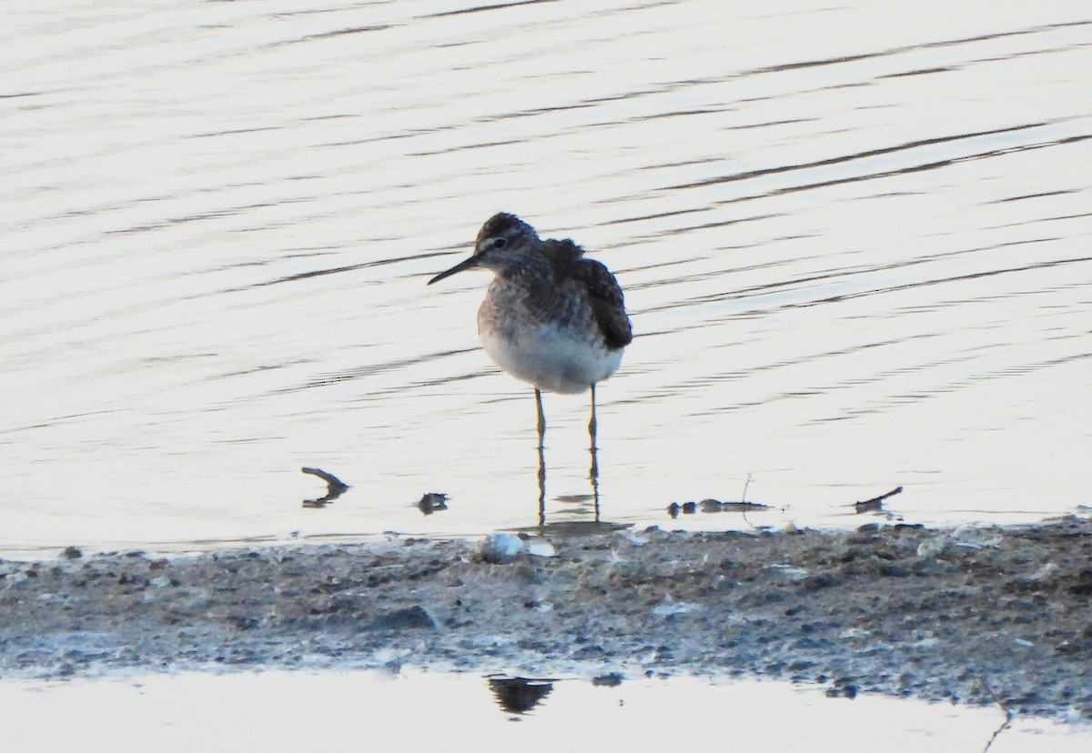 Wood Sandpiper - ML622028610