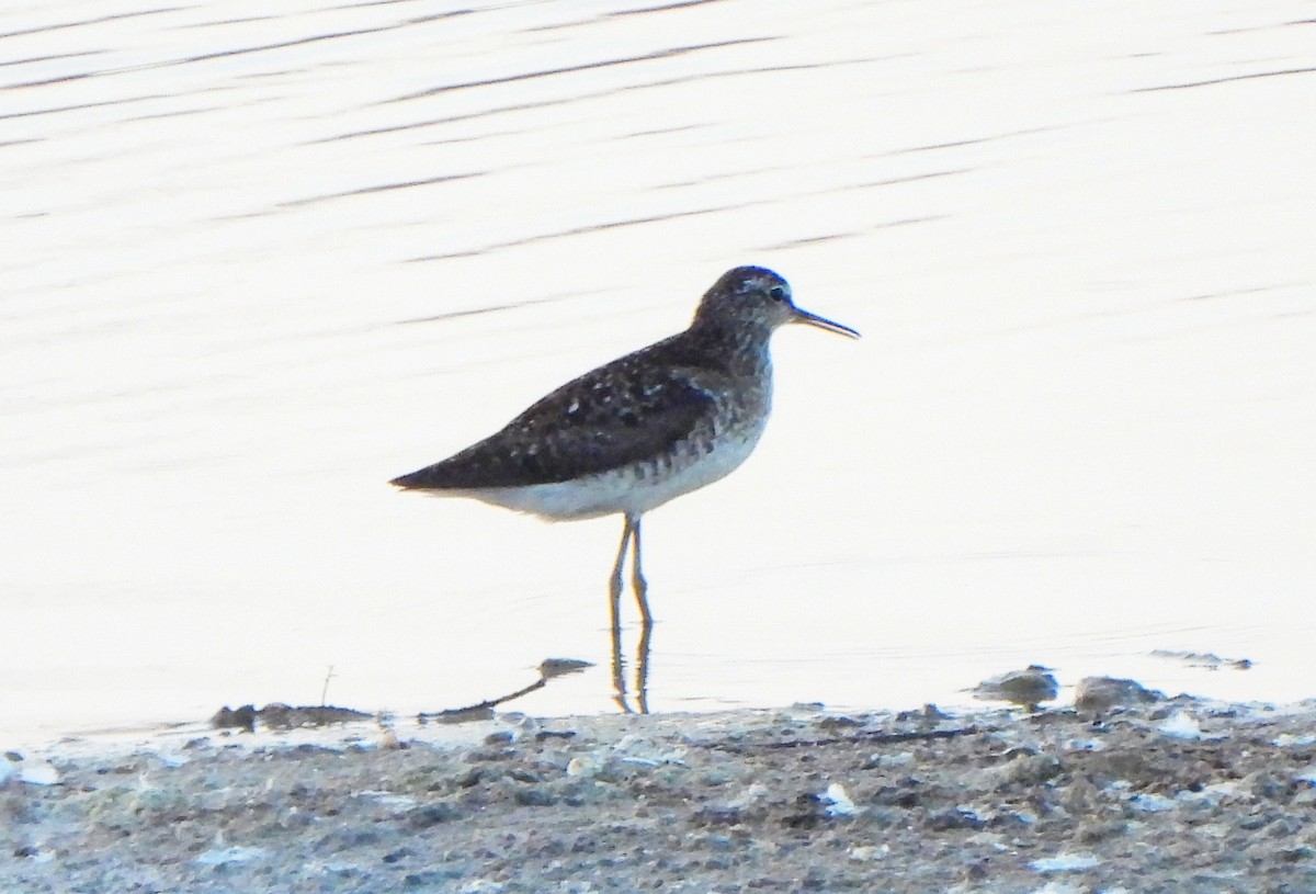 Wood Sandpiper - Ignacio Barrionuevo