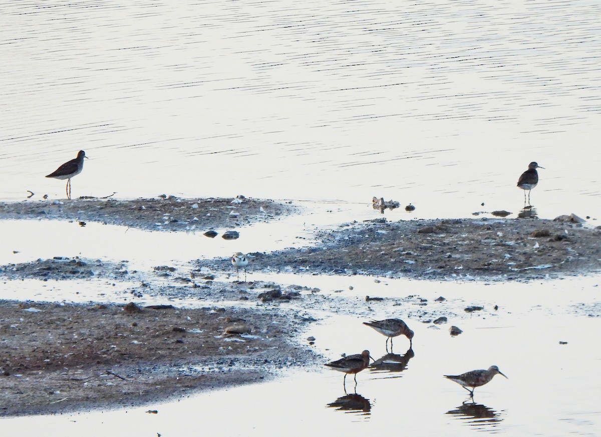 Wood Sandpiper - ML622028612