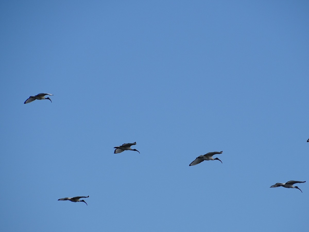 African Sacred Ibis - ML622028766