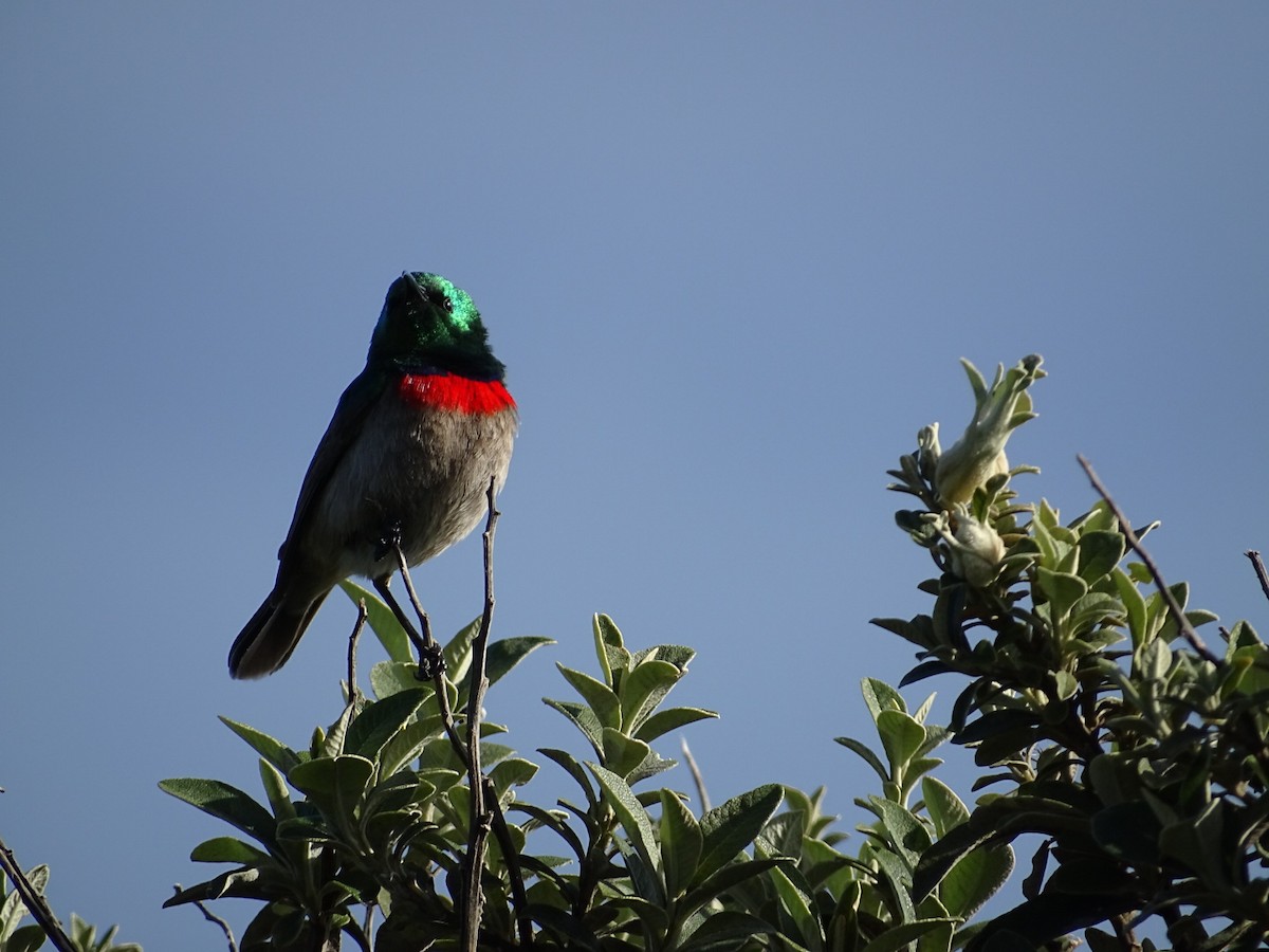 Southern Double-collared Sunbird - ML622028769