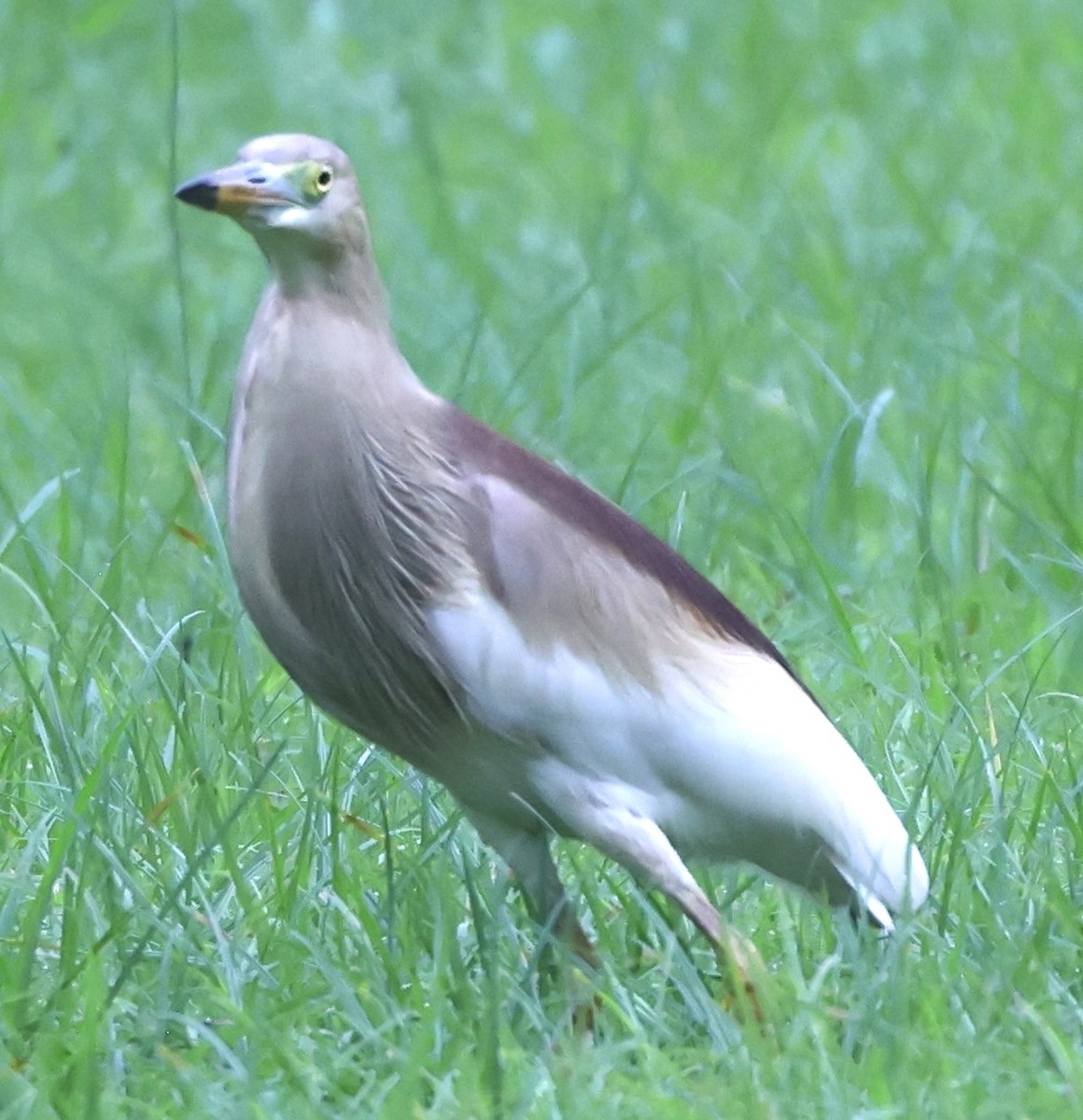 pond-heron sp. - ML622028791