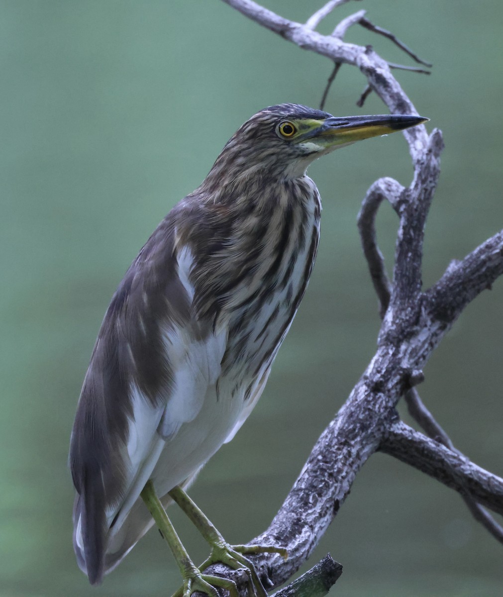 pond-heron sp. - ML622028792