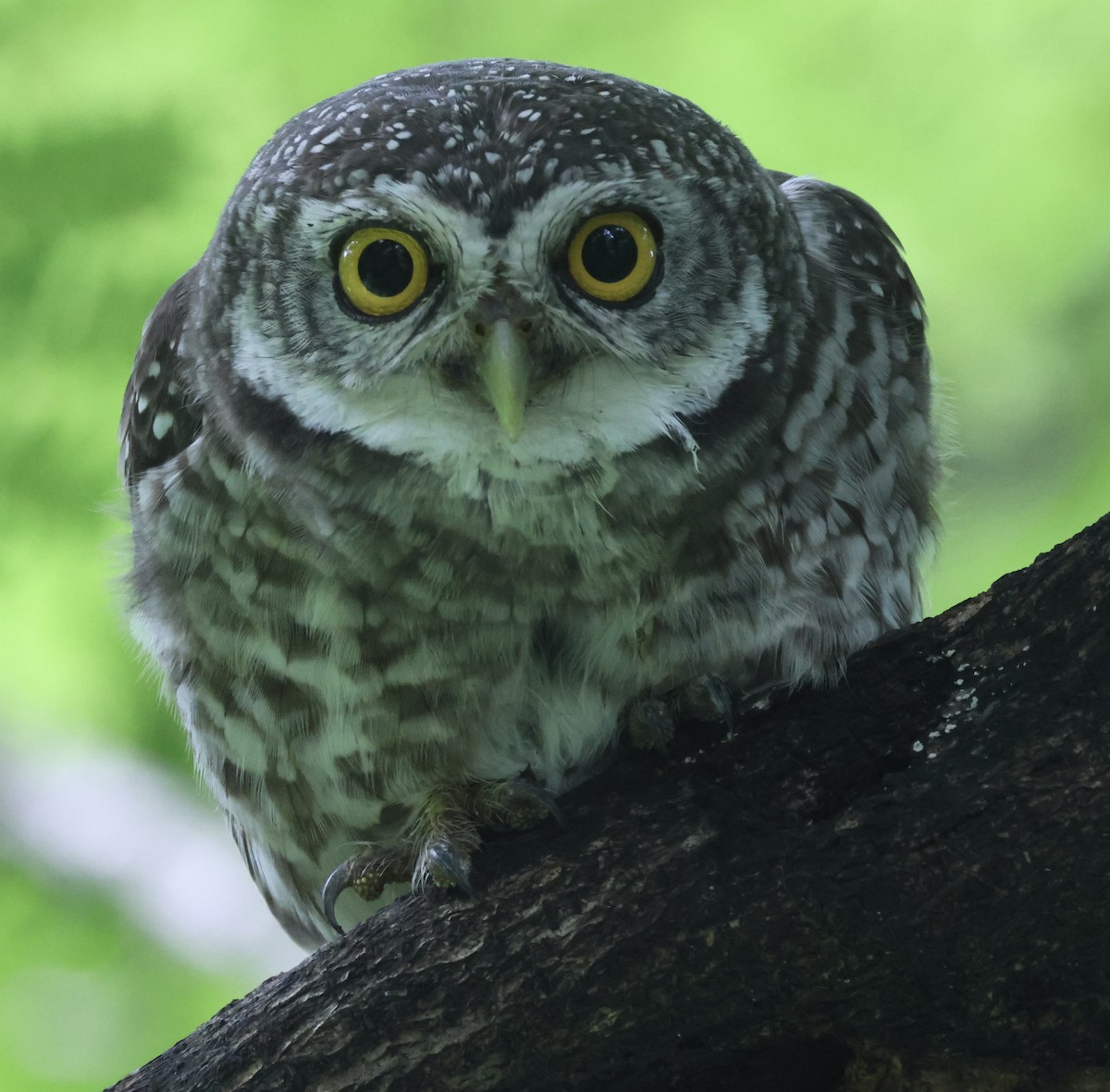 Spotted Owlet - ML622028800