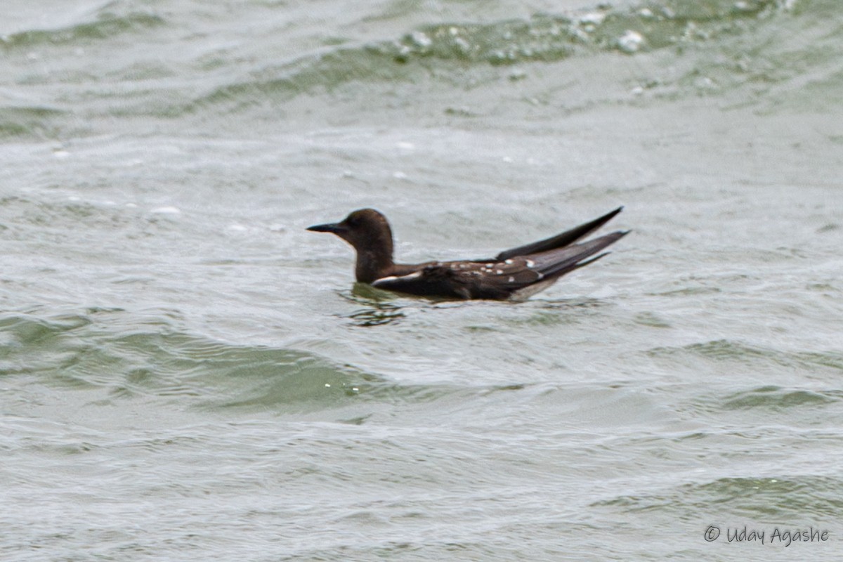 Sooty Tern - ML622028821