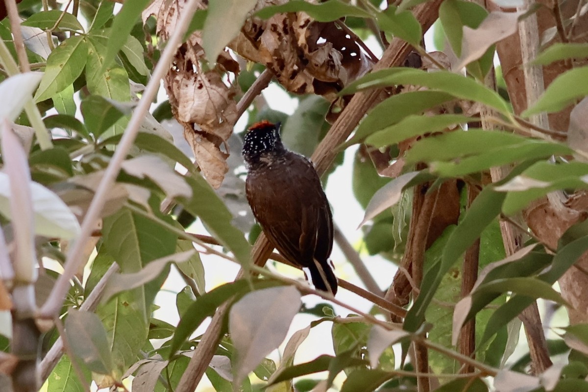 White-barred Piculet - ML622028828