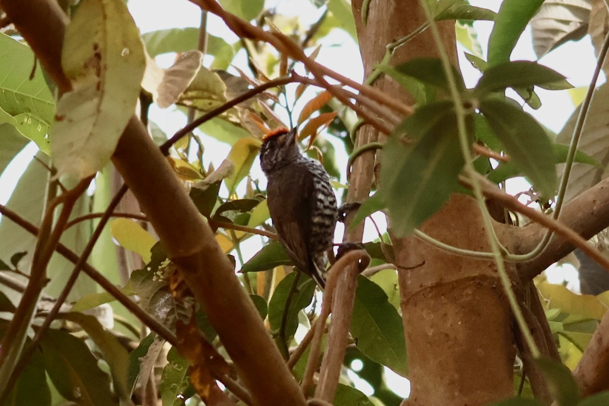 White-barred Piculet - ML622028829