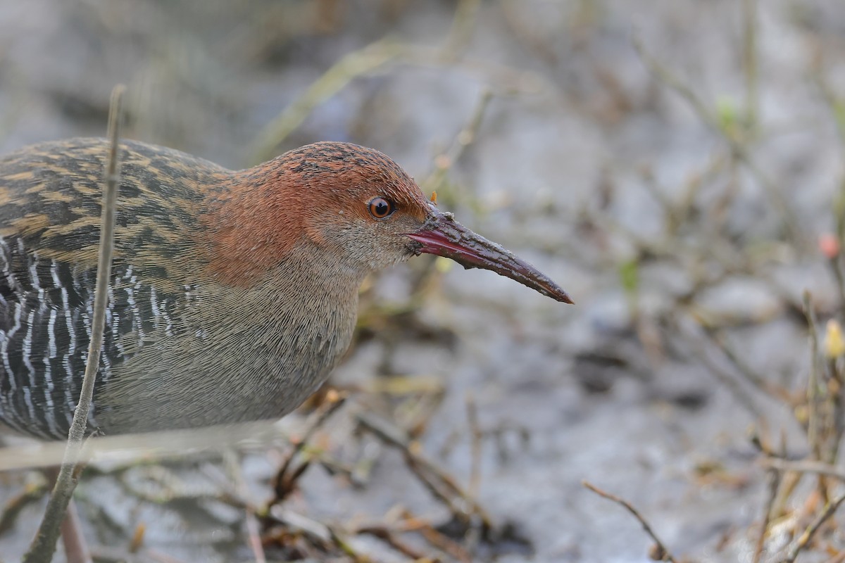 Lewin's Rail - Marc Gardner