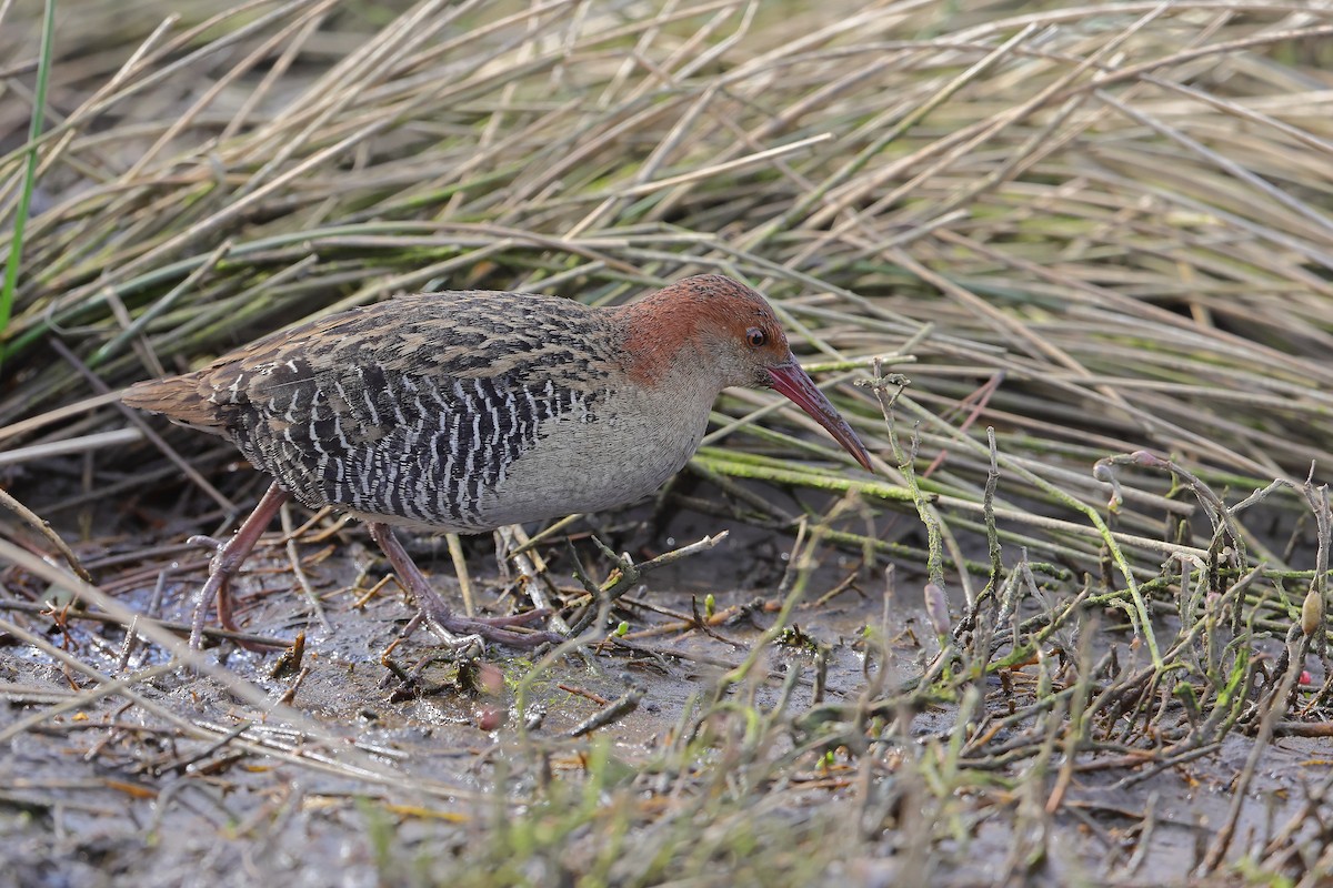 Lewin's Rail - Marc Gardner