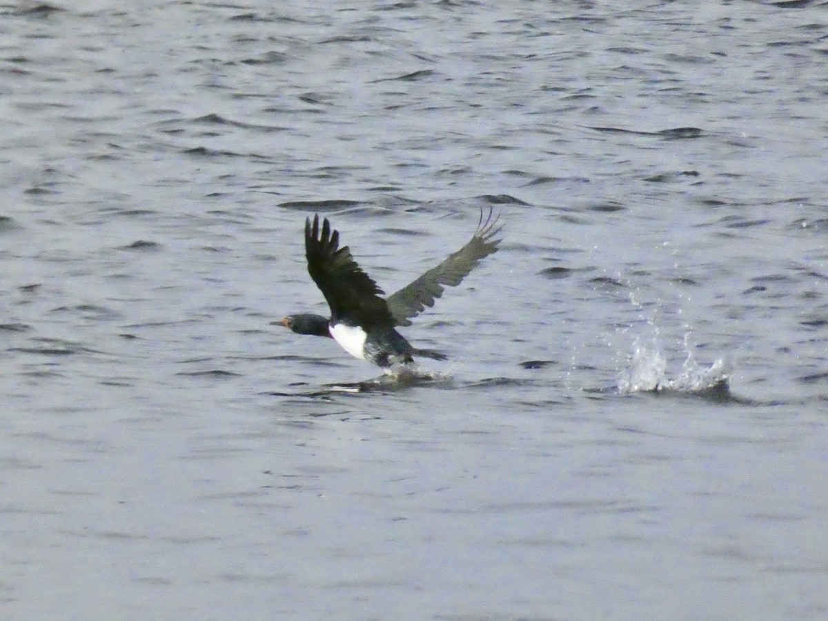 Magellanic Cormorant - ML622028983