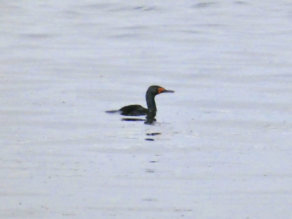 Magellanic Cormorant - ML622028984