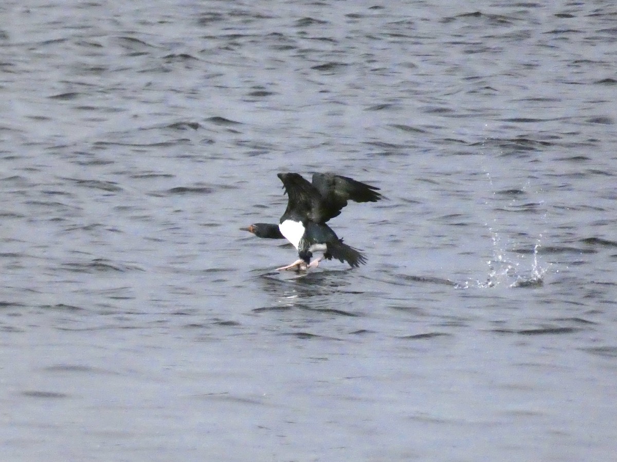 Magellanic Cormorant - ML622028985