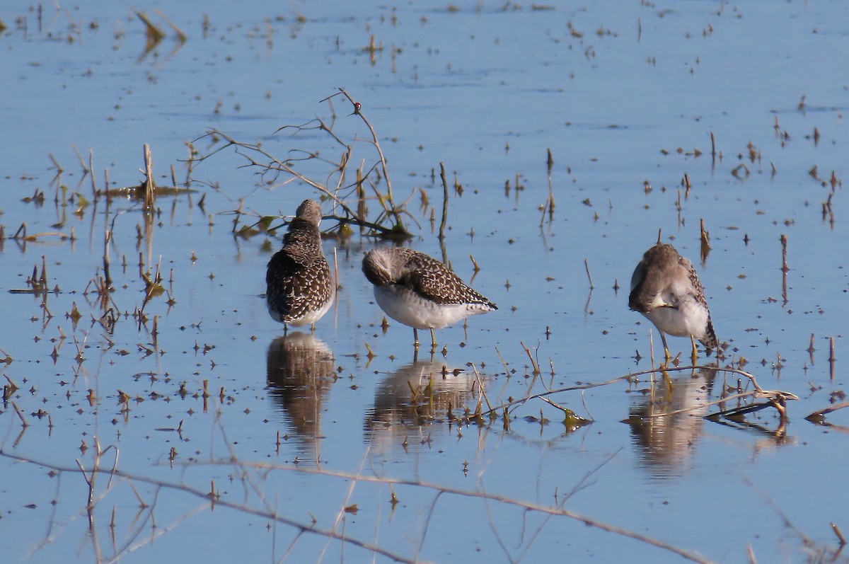 Wood Sandpiper - José María García Jiménez