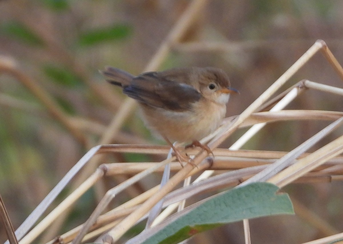 Siffling Cisticola - ML622029100