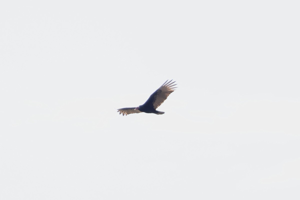 Turkey Vulture - ML622029110