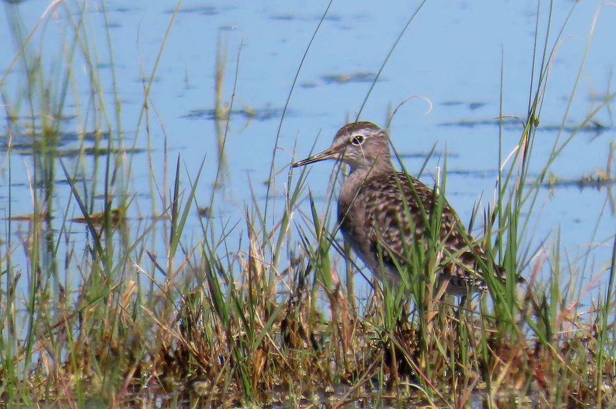 Wood Sandpiper - ML622029117