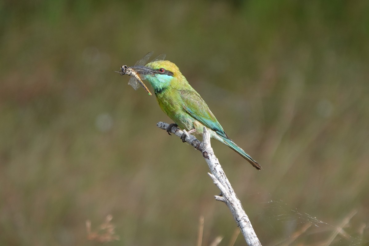 Asian Green Bee-eater - ML622029122