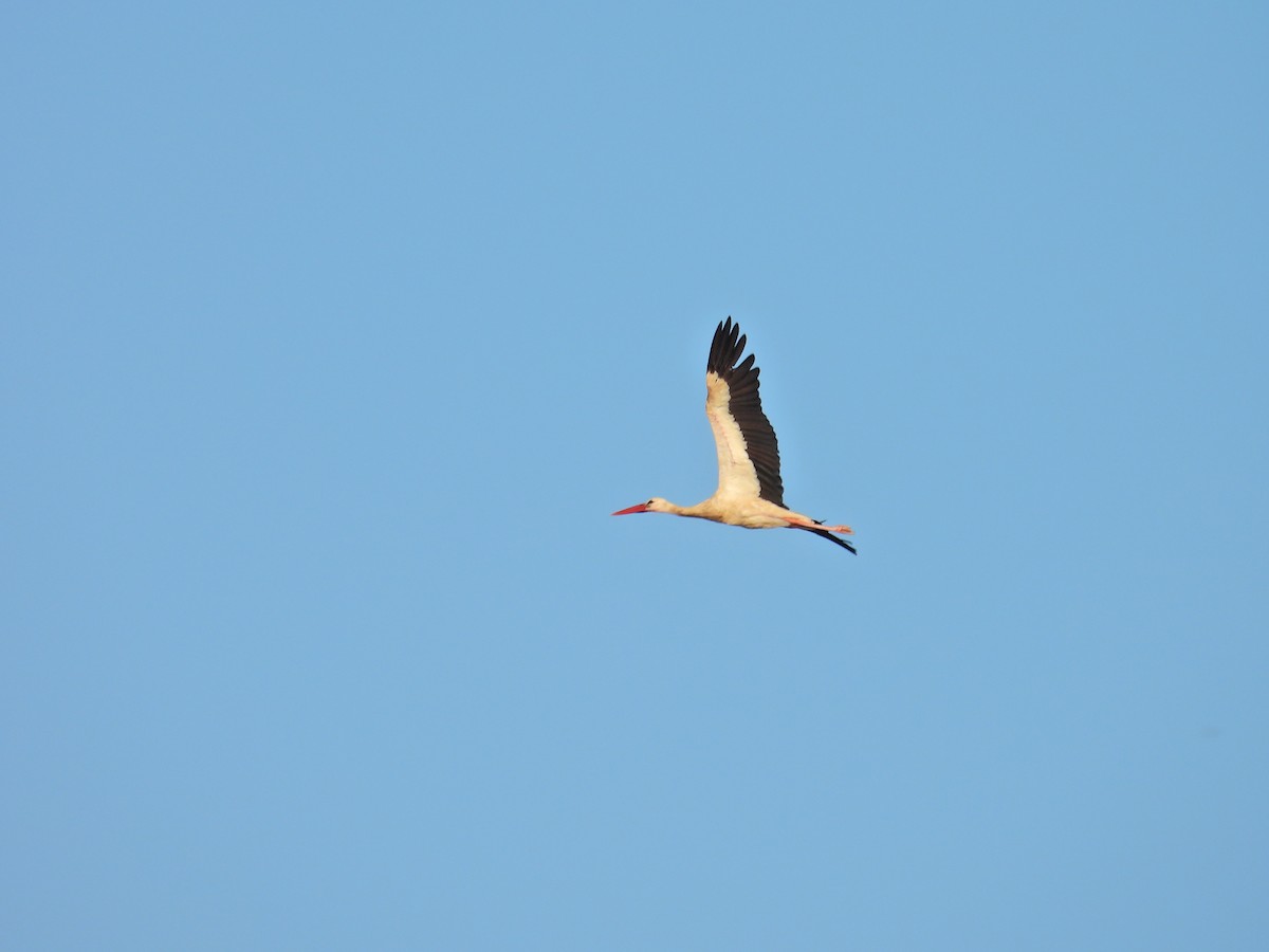 White Stork - ML622029124
