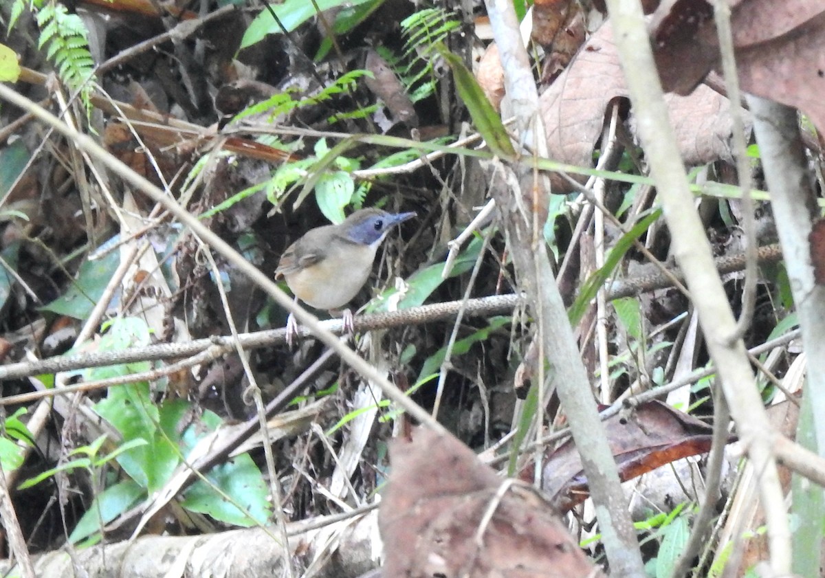 Short-tailed Babbler - ML622029139