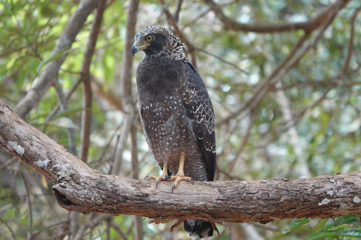 Crested Serpent-Eagle - ML622029149