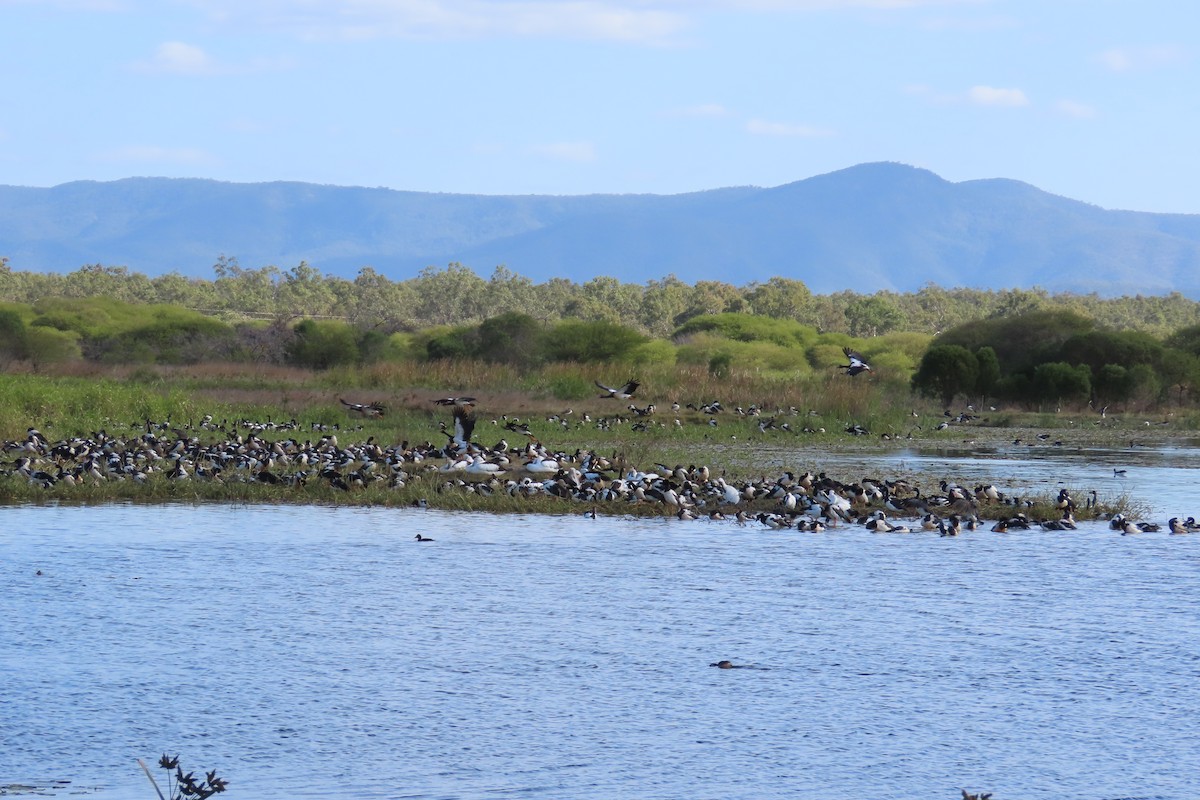 Magpie Goose - ML622029180