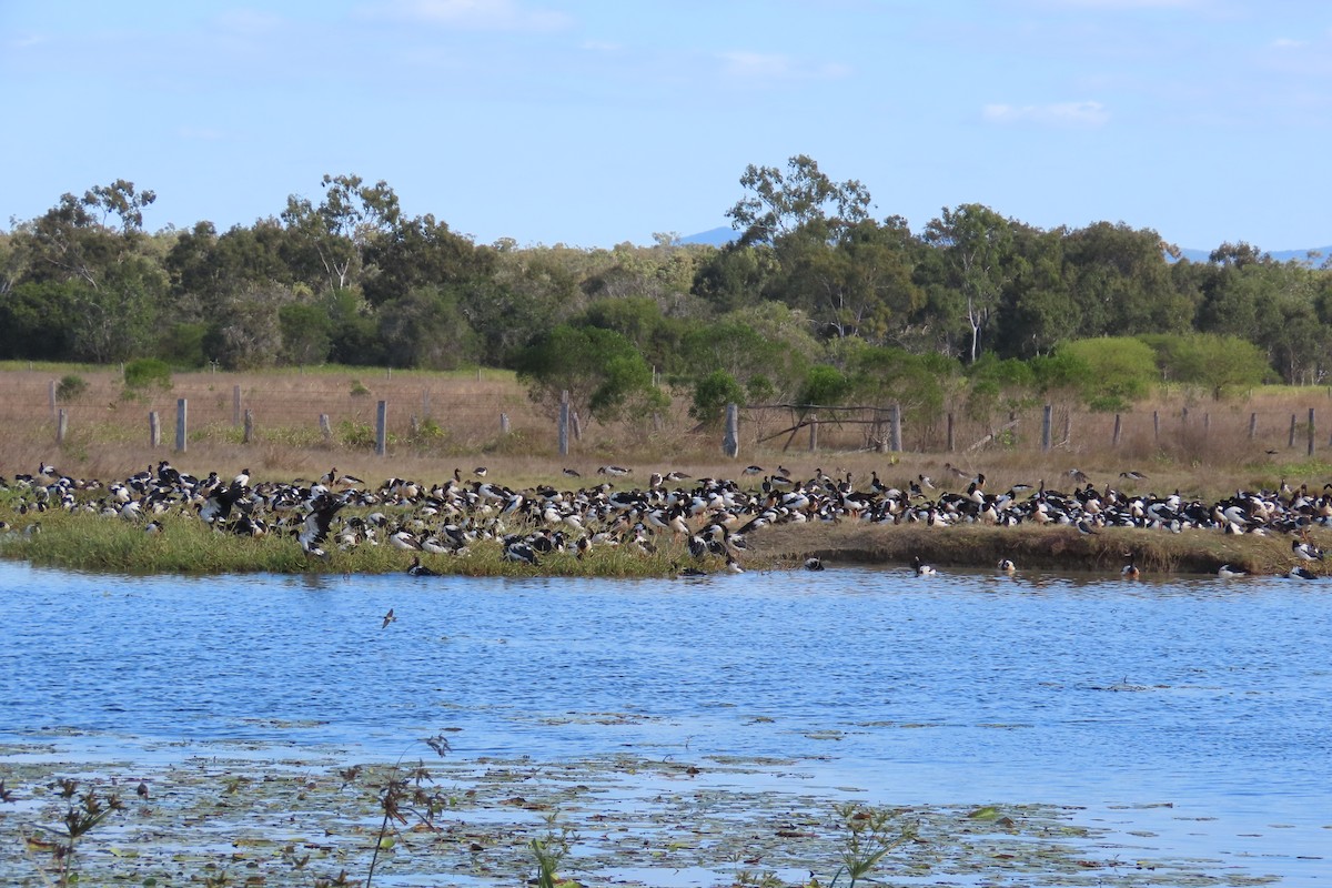 Magpie Goose - ML622029183