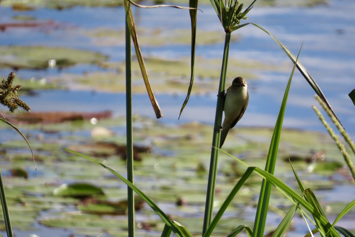 Australian Reed Warbler - ML622029202